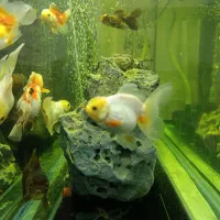 گلدفیش نژادداردرشت|ماهی|شادگان, |دیوار