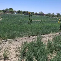 زمین فروشی برا باغ ویلایی  روستای قوزان