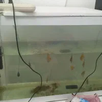 فروش ۴ تاآکواریوم