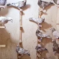 کبوتر سرور دورگ. کله سفید. خوشرنگ. چپ خوشرنگ هوایی|پرنده|لنجان, |دیوار