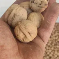 گردو مغزسفید