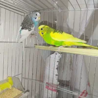 جفت کوتوله اهلی وجفت مرغ عشق|پرنده|بیرجند, |دیوار