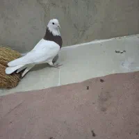 فروش سه تا کلفه صحیح وسالم