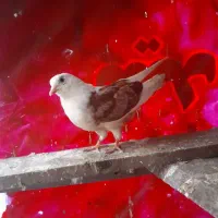 جوجه کفتر پاکستانی و دوکت|پرنده|رشت, نیروی دریایی|دیوار