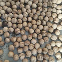 فروش گردو کاغذی