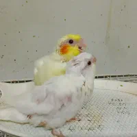 عروس هلندی جفت و‌جوجه عروس