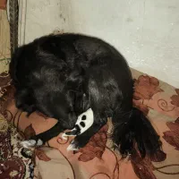 سگ اشپیتیز دو ساله ماده|سگ|رباط‌کریم, رباط‌کریم|دیوار