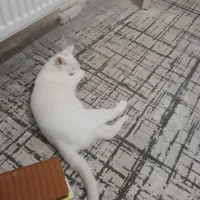 واگذاری گربه|گربه|شاهینشهر, خانه کارگر|دیوار