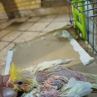 جوجه عروس|پرنده|بندر ماهشهر, |دیوار