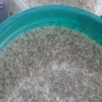 دوغ تازه بز و گاو