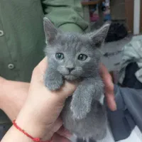 گربه اسکاتیش نر ۳ماهه