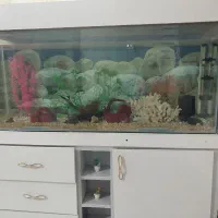 آگواریوم ۱۲۰ در ۷۰|ماهی|مشهد, انقلاب|دیوار