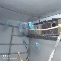 مرغ عشق رینبو|پرنده|تهران, بهارستان|دیوار