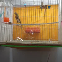 قناری|پرنده|سرخس, |دیوار