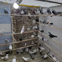 کفتر پرشی|پرنده|ماهدشت, |دیوار