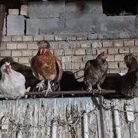 مرغ و خروس