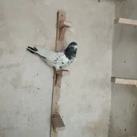 کفتر خوبو|پرنده|شیراز, میانرود|دیوار