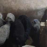 بره پرواری
