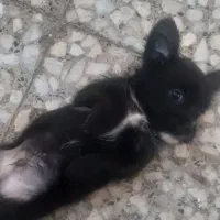 سگ نژاد دار|سگ|الوند, |دیوار