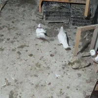 تعدادی کفتر طوقی شهرستانی تهرانی