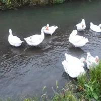قوغاز