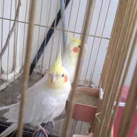 عروس هلندی