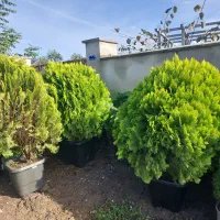 لاوسون کامیس گلدانی