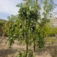 نهالستان جلفا نهال