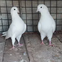 کفتر تهرانی پرش بالا