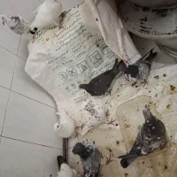 کبوتر|پرنده|الیگودرز, |دیوار