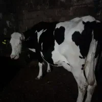 گاو شیری ۲۰ کیلو