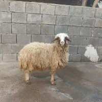 فروش بره ماده چاق،آدرس جنت مکان|حیوانات مزرعه|گتوند, |دیوار