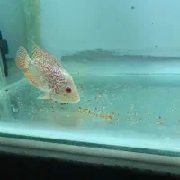 فلاور تریما گلدن