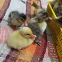 جوجه اردک محلی