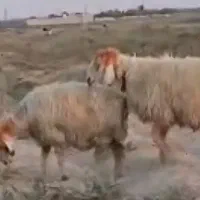 قوچ|حیوانات مزرعه|رامهرمز, |دیوار