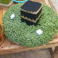 سبزه|گل و گیاه طبیعی|بروجرد, |دیوار