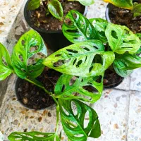 گلخانه نفس سبز|گل و گیاه طبیعی|خرمشهر, |دیوار