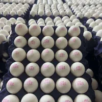 پخش تخم مرغ