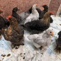 نمیچه خروس کوشین