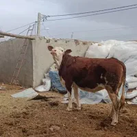 سیمینتال قرمز