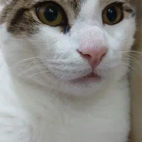 واگذاری گربه dsh نر