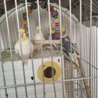 عروس هلندی دو جفت