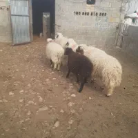 بره چاق باب قصابی|حیوانات مزرعه|سرپل ذهاب, |دیوار