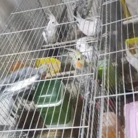 عروس هلندی با قفس|پرنده|تهران, امام زاده عبدالله|دیوار