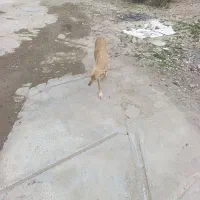 تازی ماده تک کش معاوضه با توله پاکوتاه