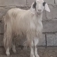 یک راس بز چاق