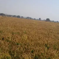 برنج عنبربو با کیفیت|حراج|گتوند, |دیوار