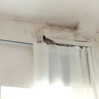 سیره|پرنده|ویسیان, |دیوار