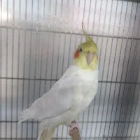 عروس هلندی