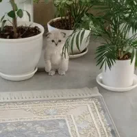 بچه گربه